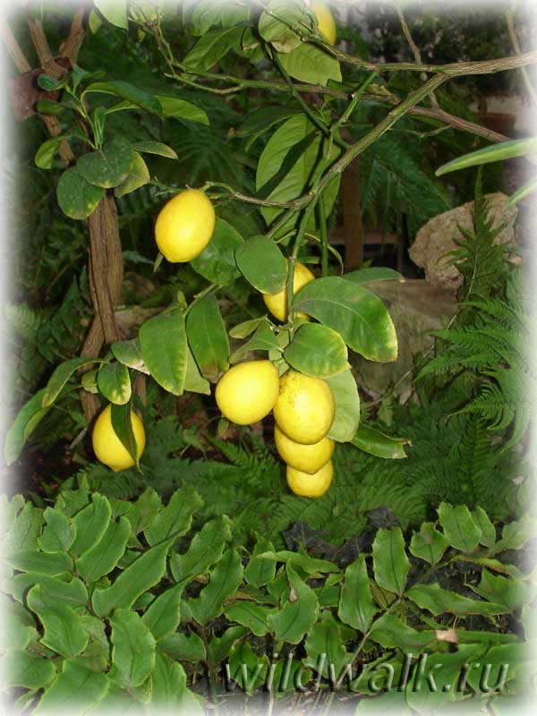 Ботанический сад. Дерево с лимонами. Фото.