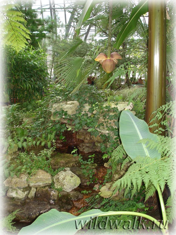 Ботанический сад. Экзотической дерево. Фото.