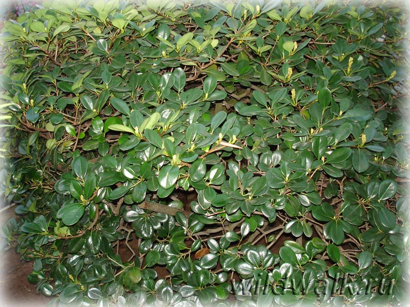 Сочная зелень оранжерей Ботанического сада. Фото.