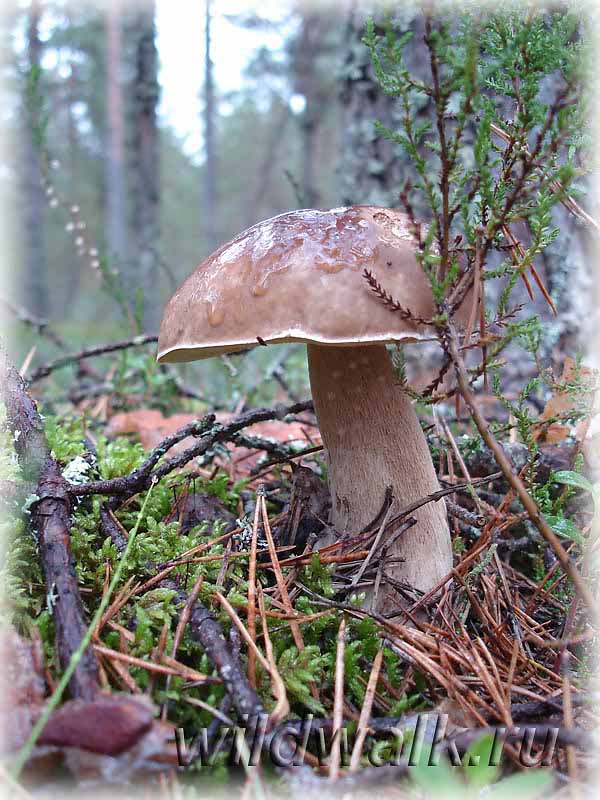 Фото белого гриба. Белый гриб красавец