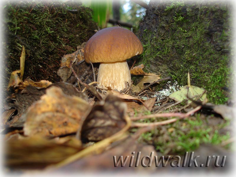 Фото белого гриба. Белый гриб красавец