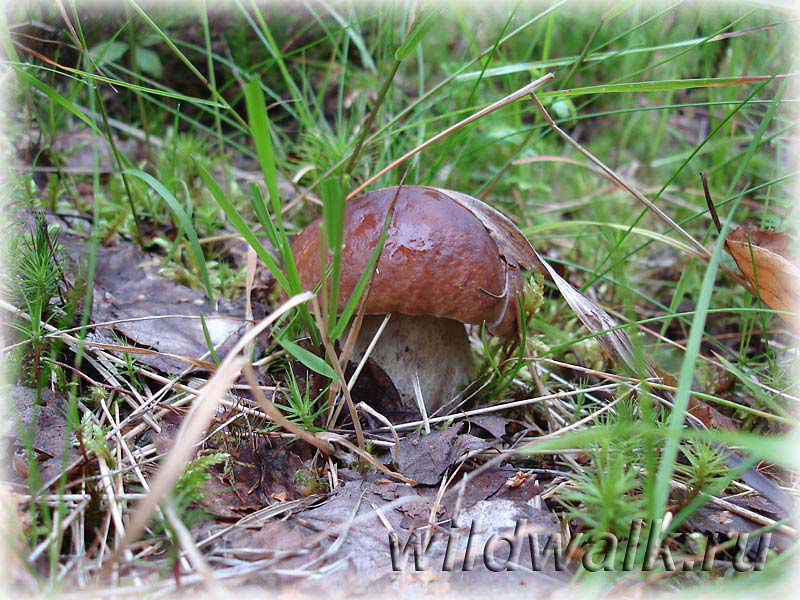 Фото белого гриба. Белый гриб на заросшей лесной дороге