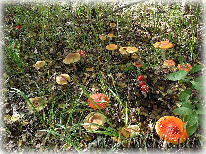 Фото. В грибной год любых грибов много