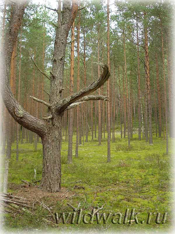 Фото. Грибной лес