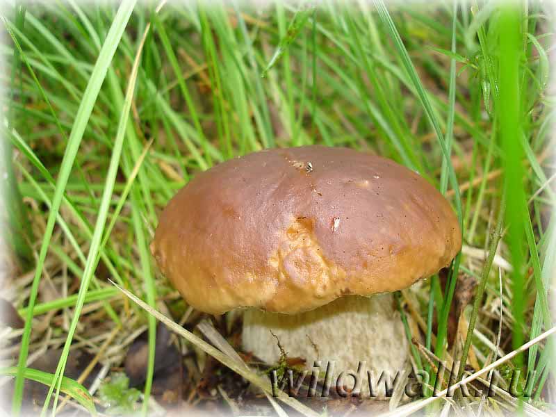 Фото белого гриба. Маленький белый гриб в траве