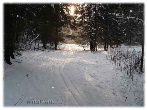 Невский лесопарк. Солнечный зимний день. Лыжня. Фото.