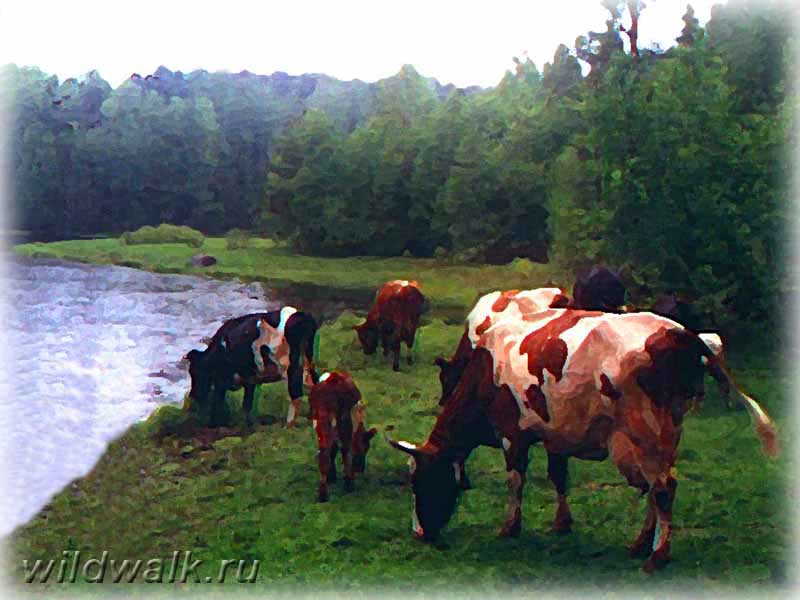 Коровы на водопое. Фото.
